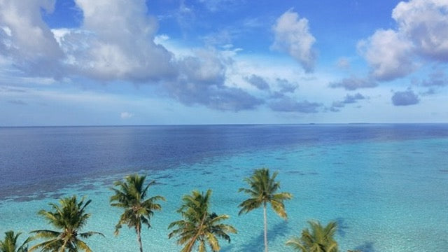 Lagoon Palms