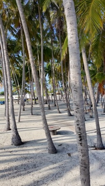 Palm your Life
